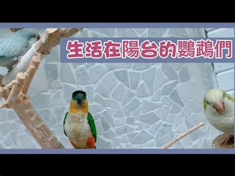 陽台養鳥風水|【陽台養鳥風水】陽台養鳥風水大解密！趨吉避兇，打造好運鳥園。